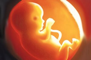 photo-foetus-interne-grossesse