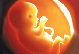 photo-foetus-interne-grossesse
